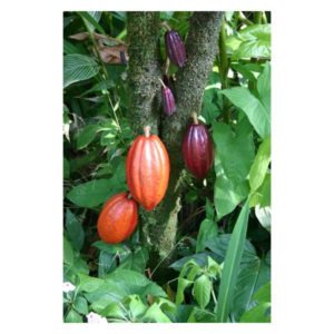 Какао-бобы, неочищенные, (Нигерия), 100 гр.